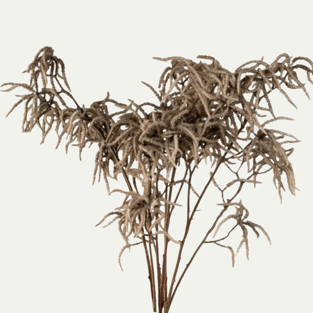 Branche Florale d'Hamamelis Mollis - grande