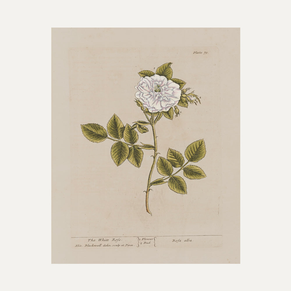 FINE ART PAPER PRINT - Botanical illustration - The White Rose