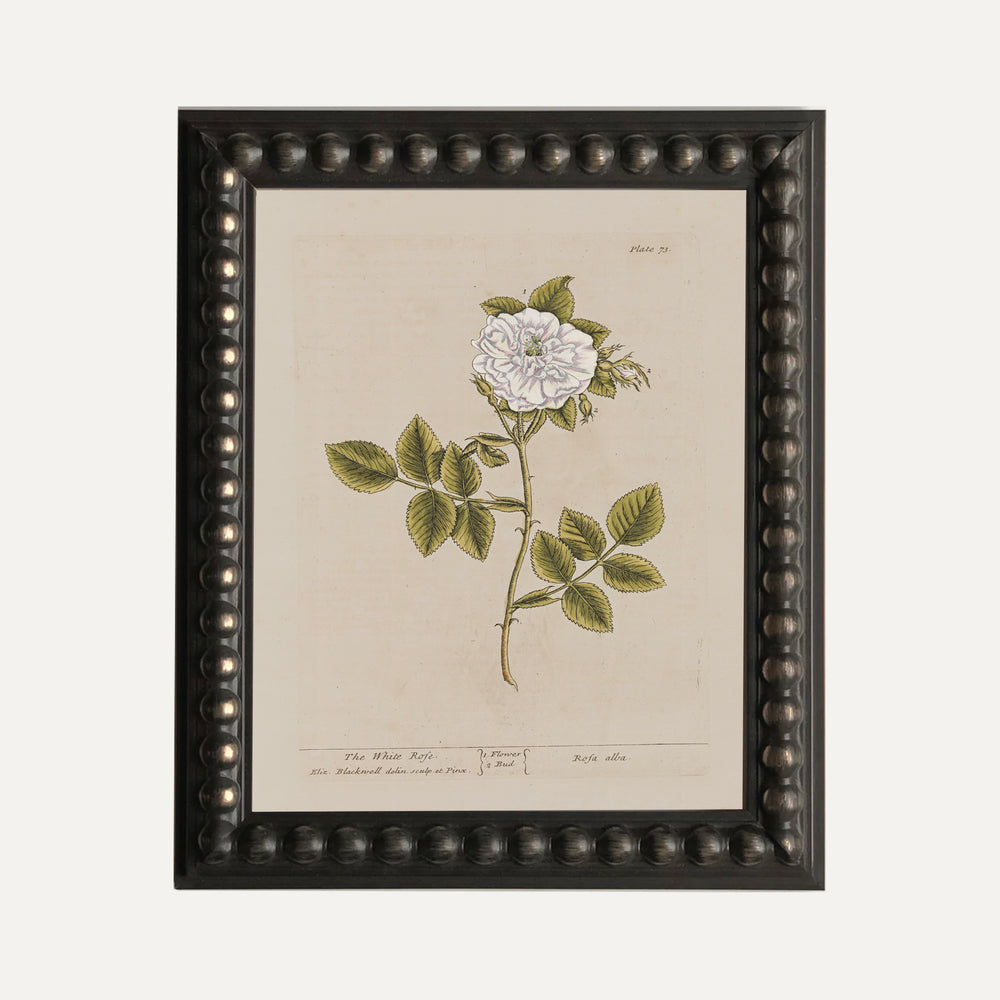 FINE ART PAPER PRINT - Botanical illustration - The White Rose