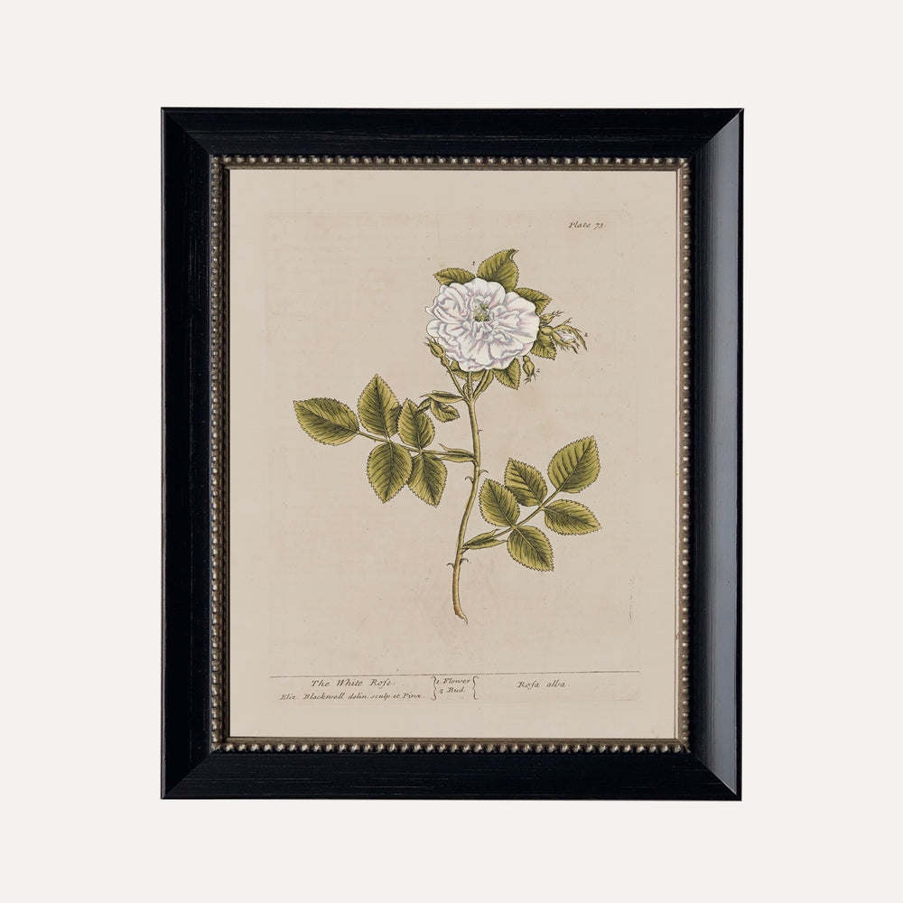 FINE ART PAPER PRINT - Botanical illustration - The White Rose
