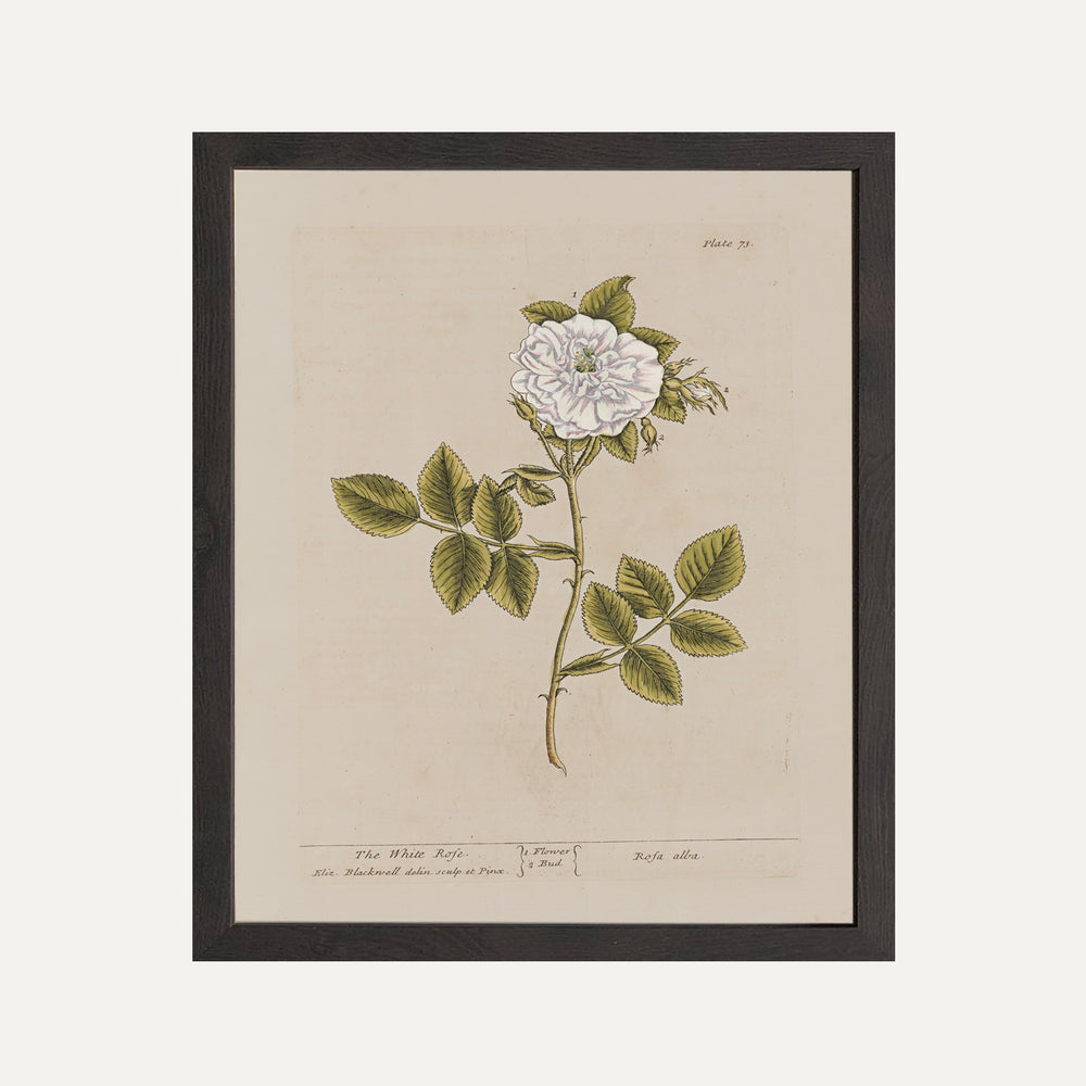 FINE ART PAPER PRINT - Botanical illustration - The White Rose