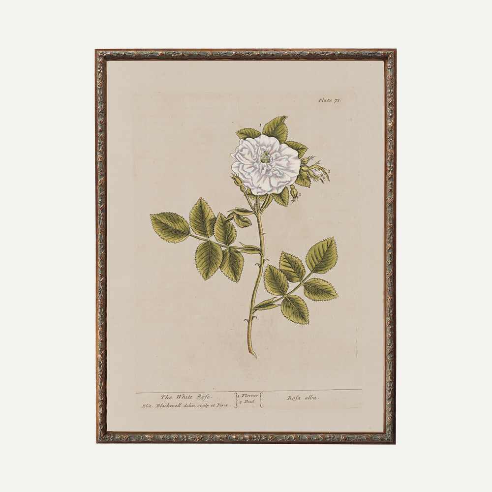 FINE ART PAPER PRINT - Botanical illustration - The White Rose