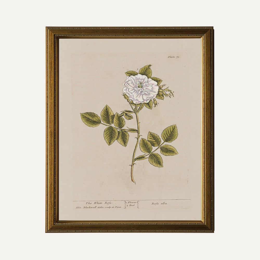 FINE ART PAPER PRINT - Botanical illustration - The White Rose