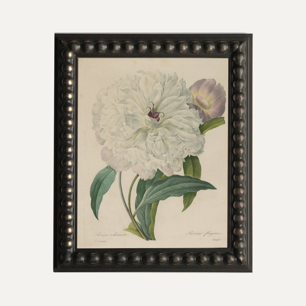 Impression sur papier beaux-arts- Illustration botanique - Pivoine