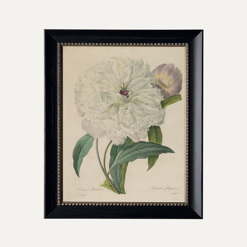 Impression sur papier beaux-arts- Illustration botanique - Pivoine