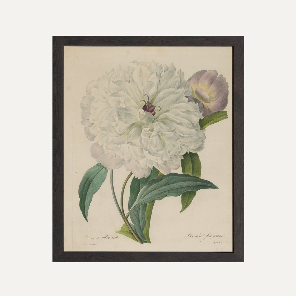 Impression sur papier beaux-arts- Illustration botanique - Pivoine