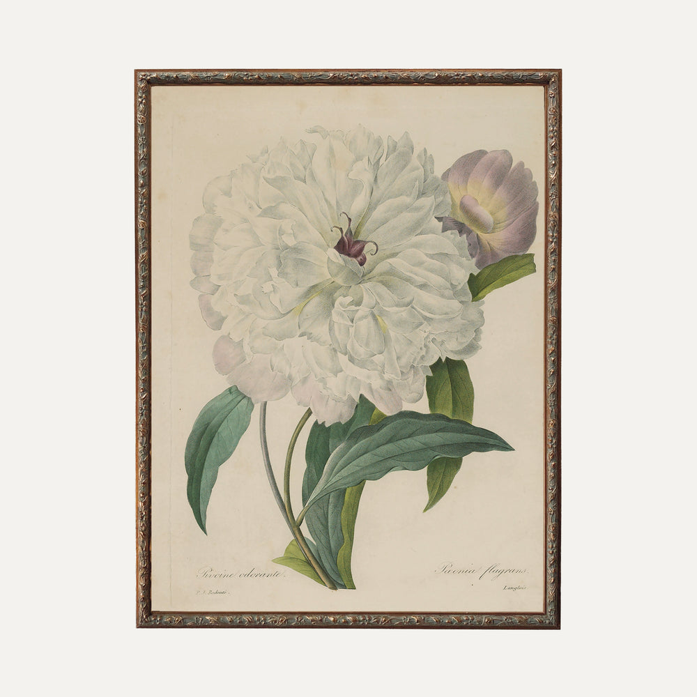 Impression sur papier beaux-arts- Illustration botanique - Pivoine