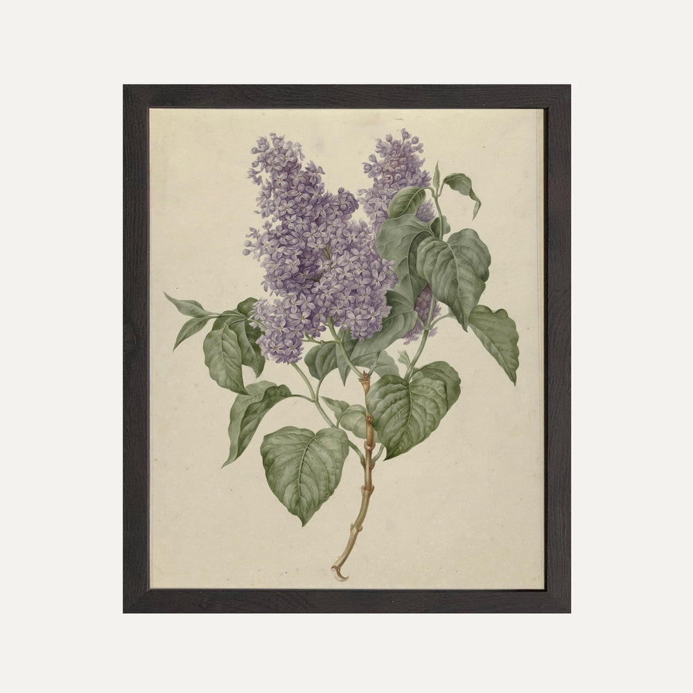 Impression sur papier beaux-arts- Illustration botanique - Bouquet de lilas