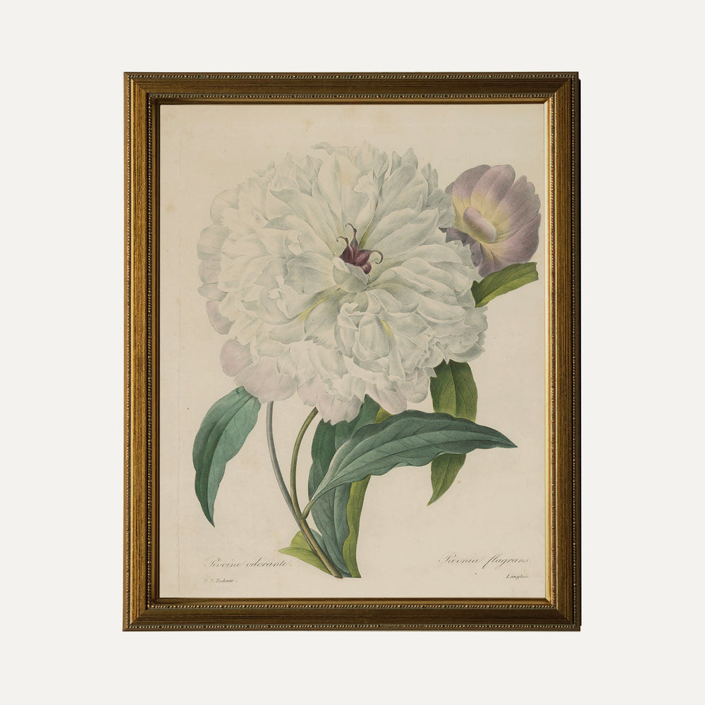 Impression sur papier beaux-arts- Illustration botanique - Pivoine