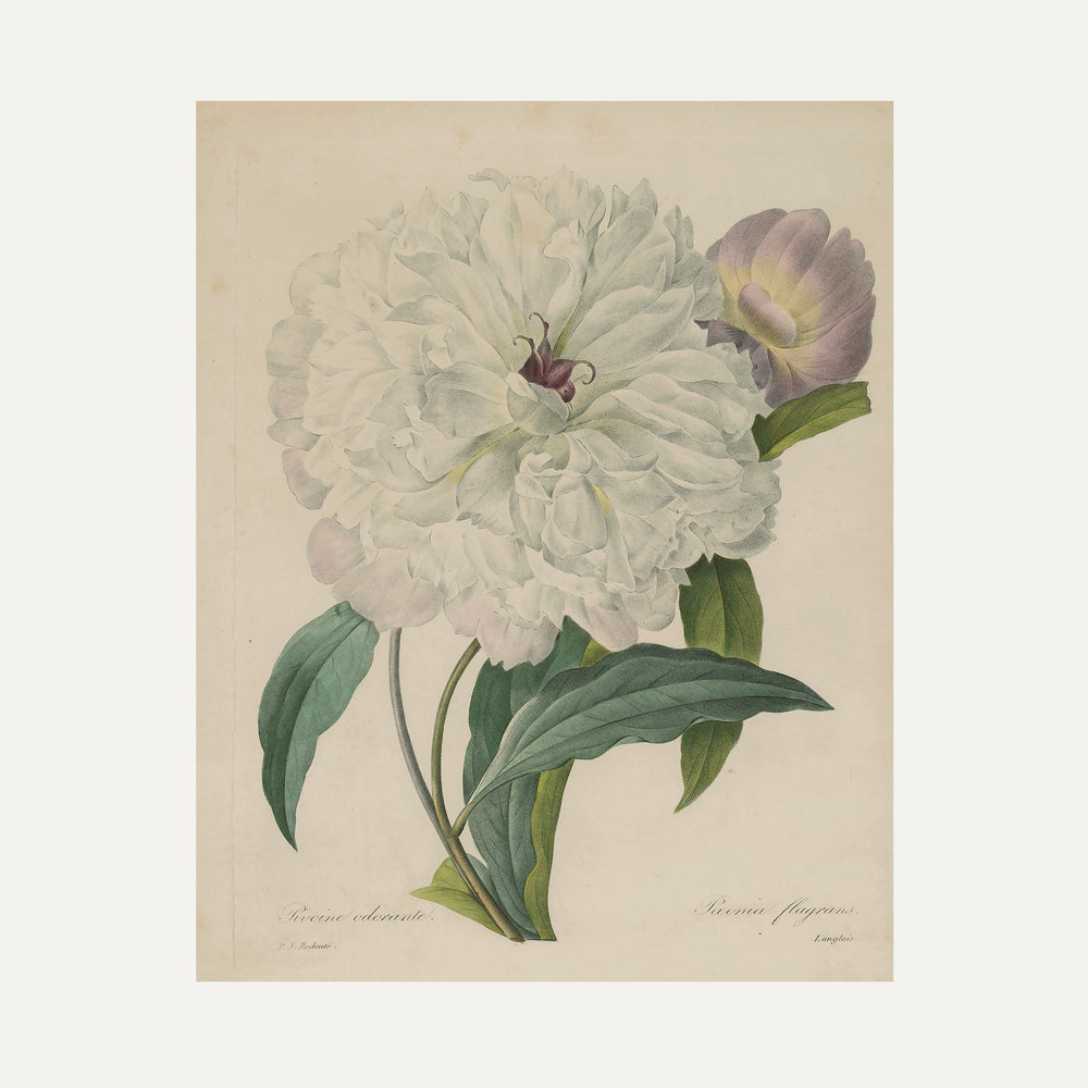 Impression sur papier beaux-arts- Illustration botanique - Pivoine