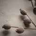 Sur mon x - curated home decor accessories silk dried eucalyptus pod accessoire de décoration maison vintage Gousse d'eucalyptus séchés en soie