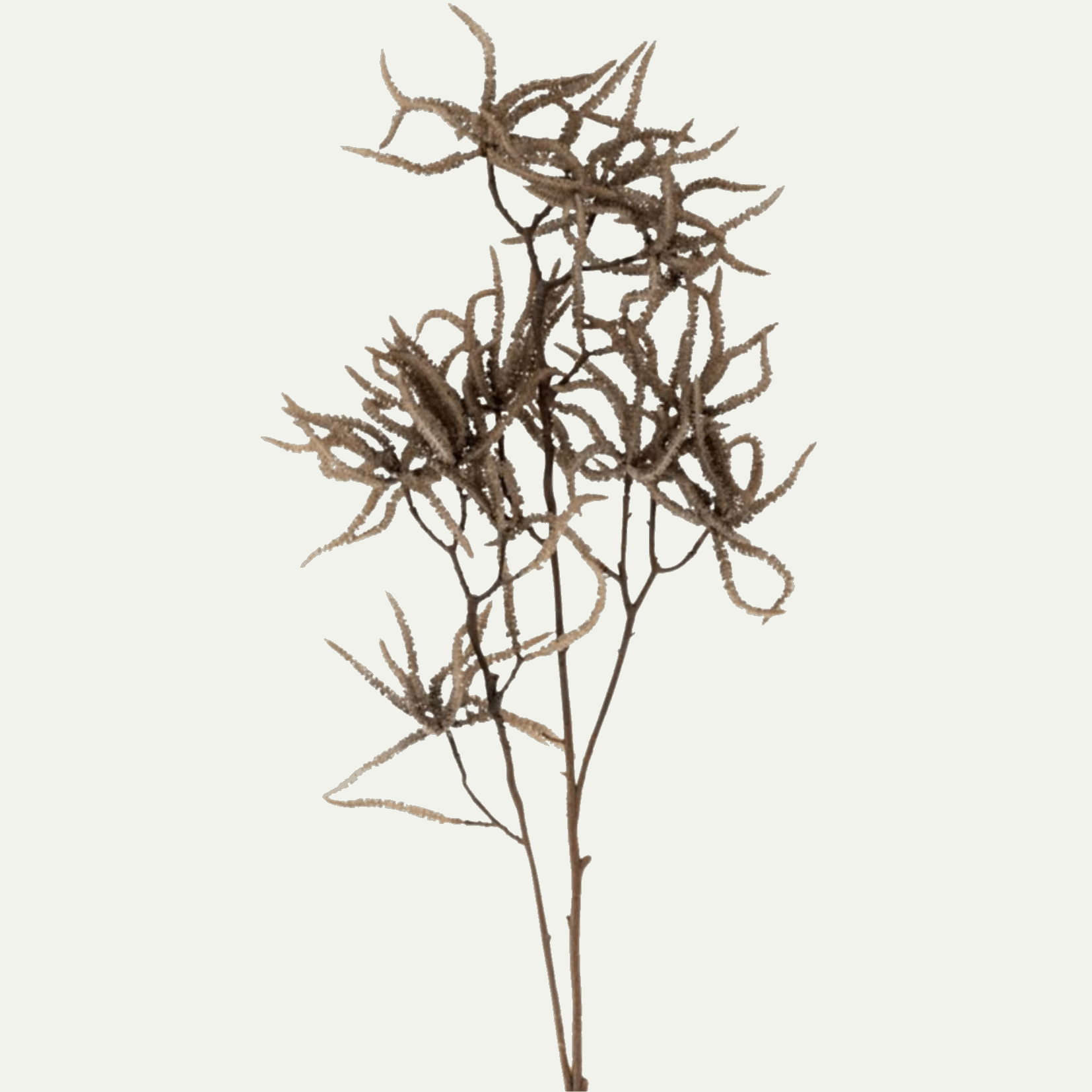 Branche Florale d'Hamamelis Mollis - grande