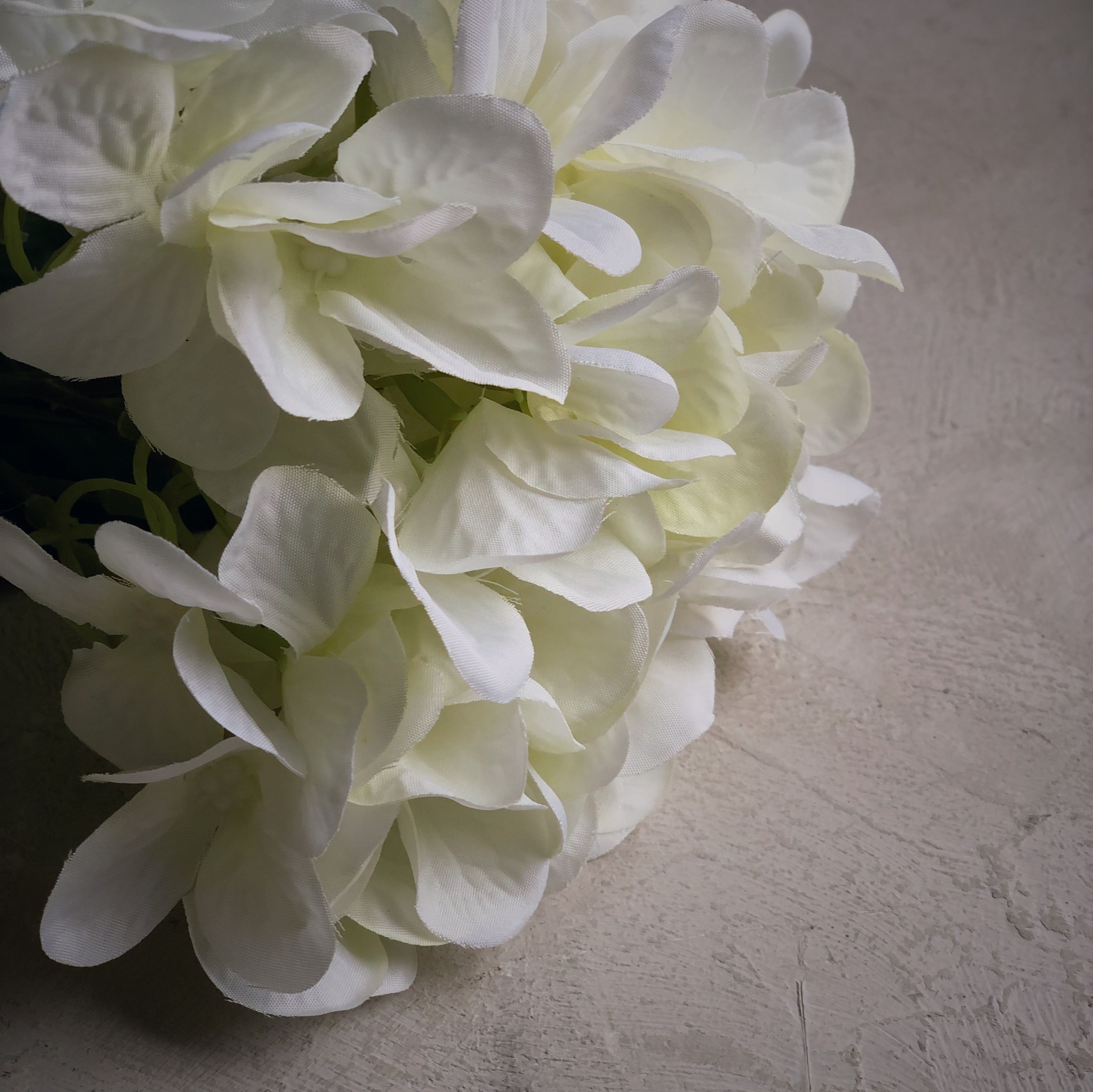 Fleur -Hydrangea blanc