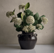 Décoration intérieure - arrangement floral | FLEUR - PATRINIA BLANCHE