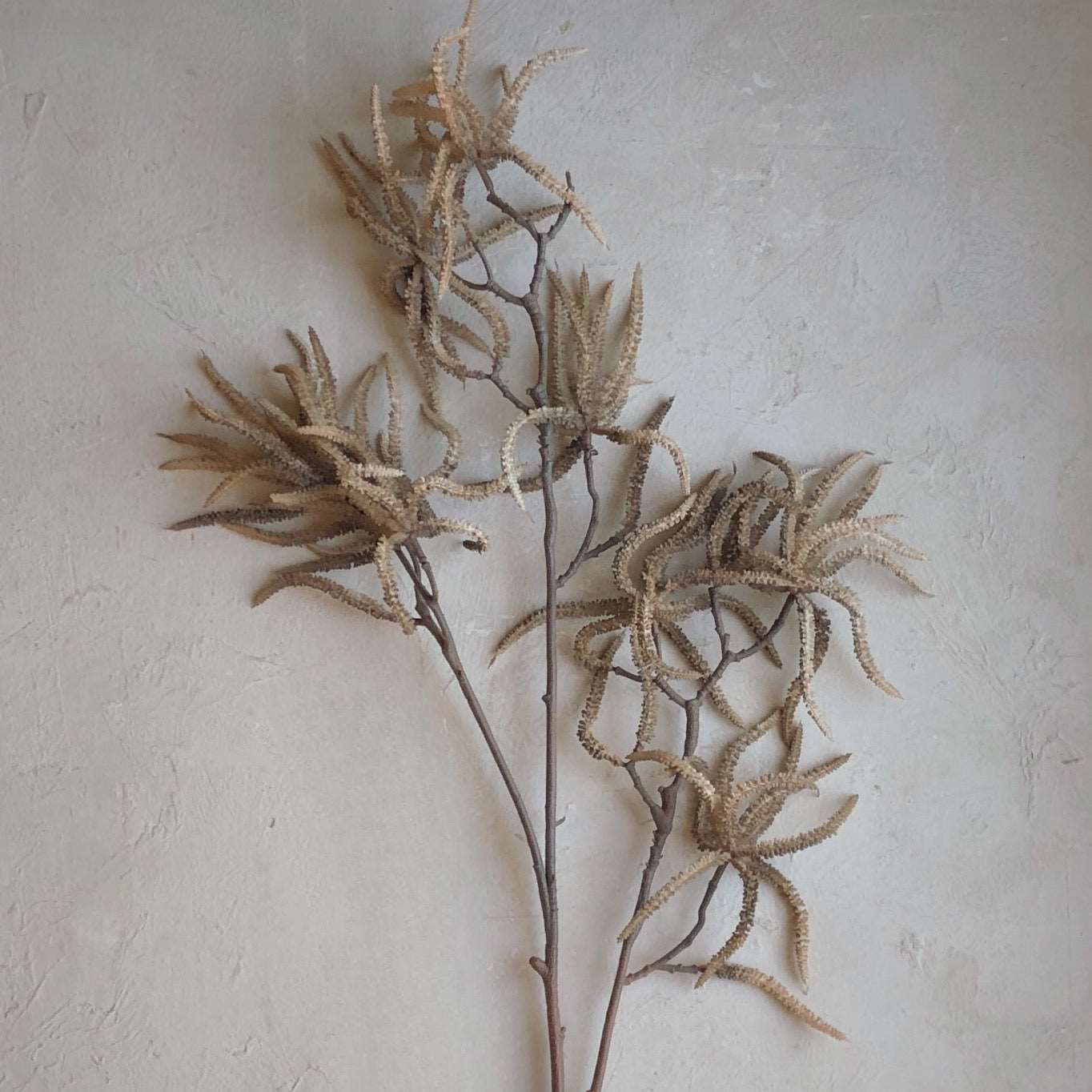 Branche Florale d'Hamamelis Mollis - grande