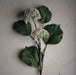 Décoration intérieure - arrangement floral | FLEUR - PATRINIA BLANCHE