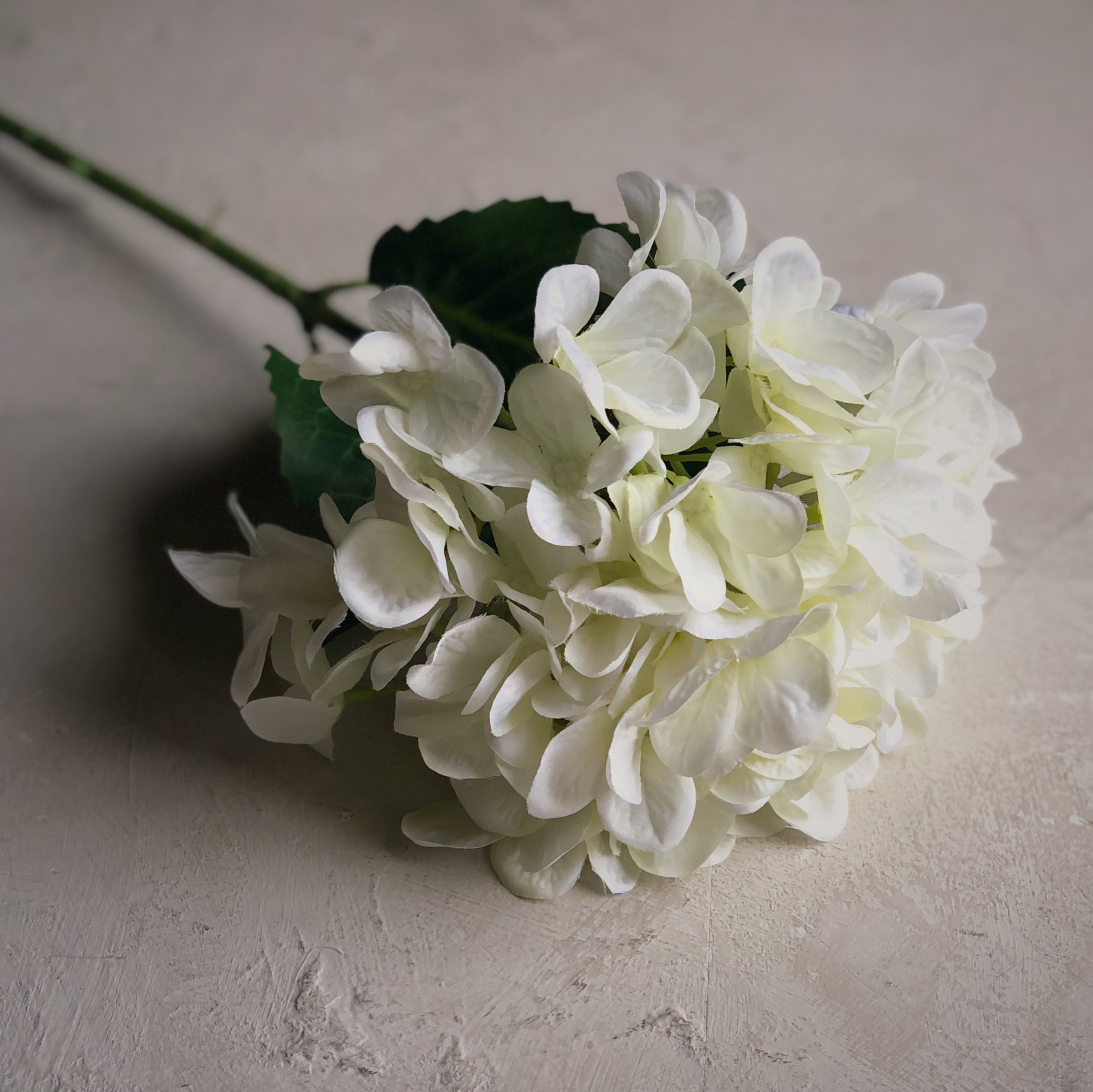 Fleur -Hydrangea blanc
