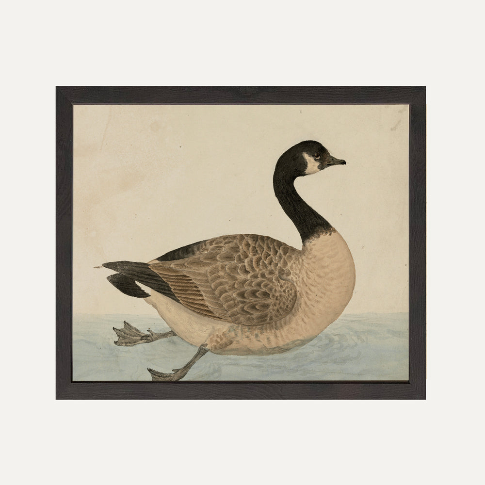 FINE ART PRINT - Grace in the Wild