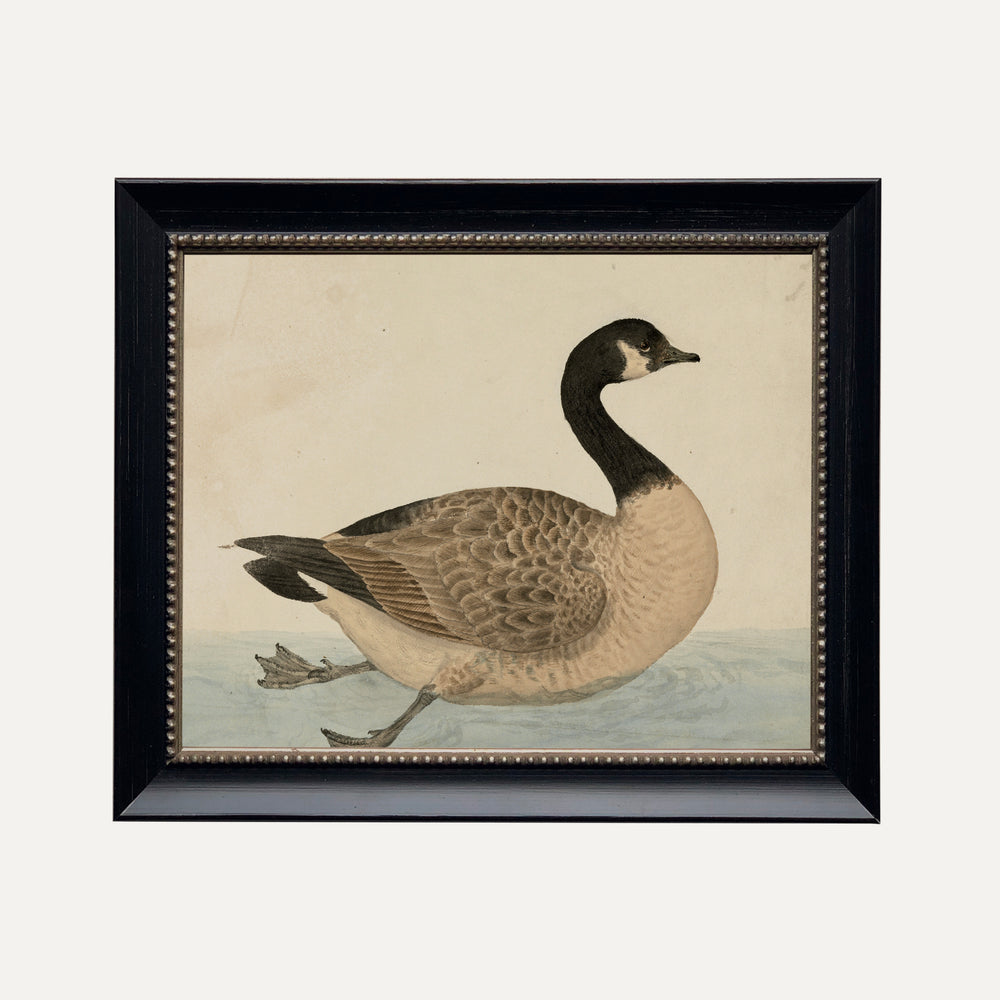 FINE ART PRINT - Grace in the Wild