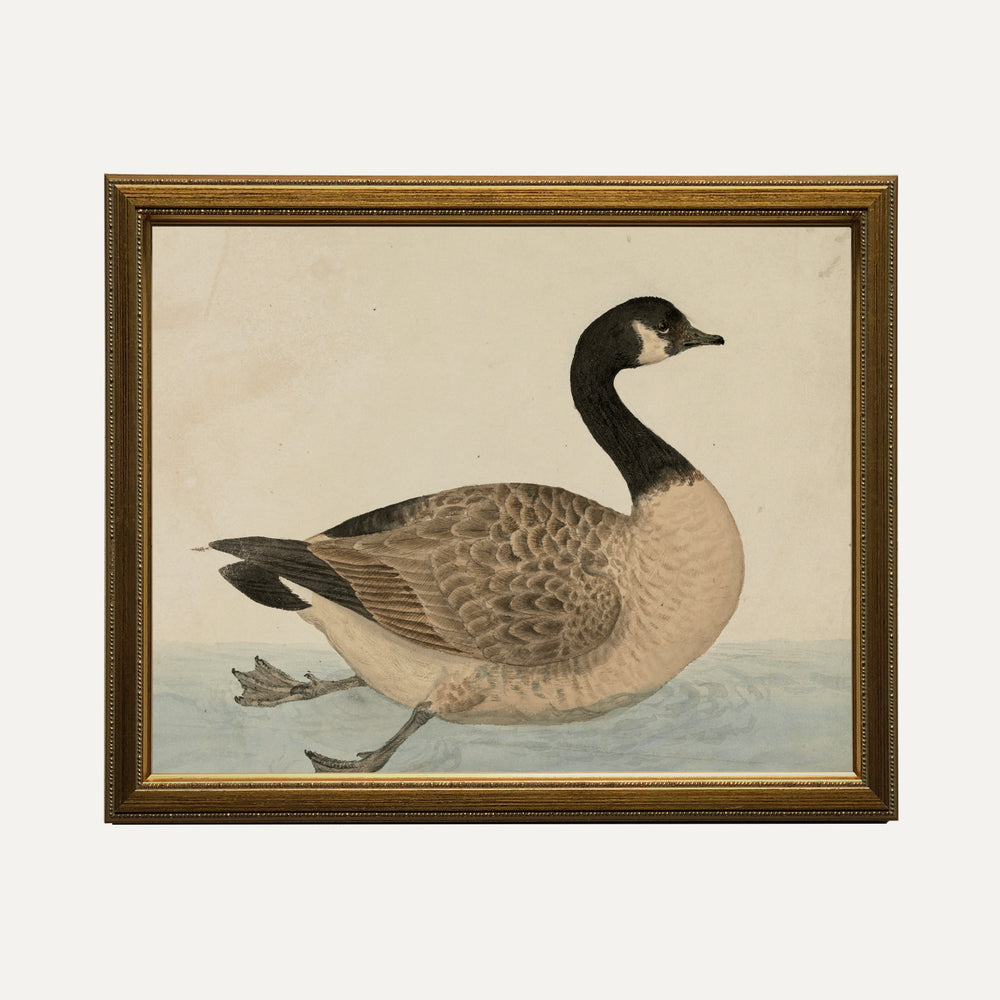 FINE ART PRINT - Grace in the Wild