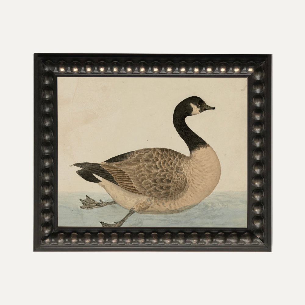 FINE ART PRINT - Grace in the Wild