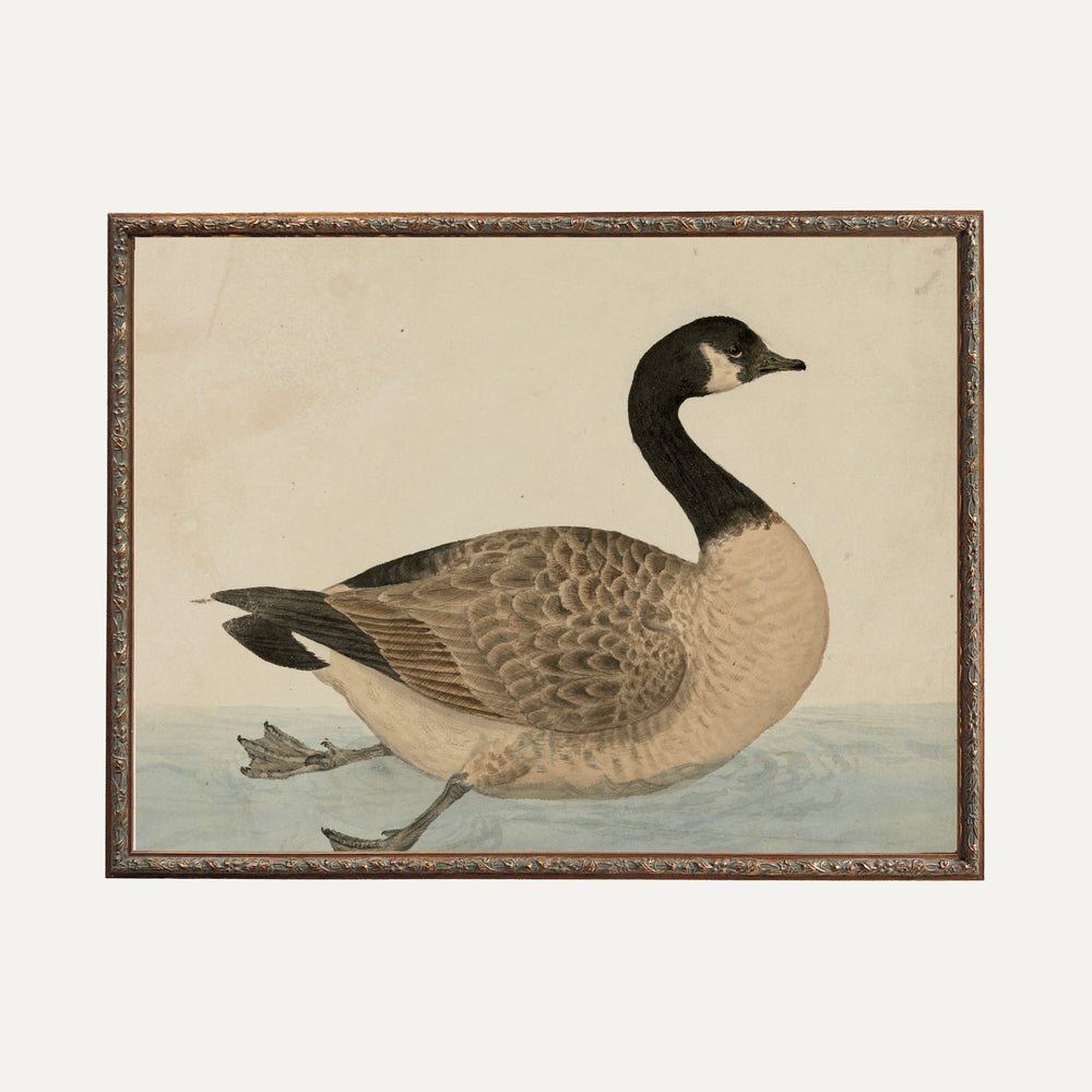FINE ART PRINT - Grace in the Wild
