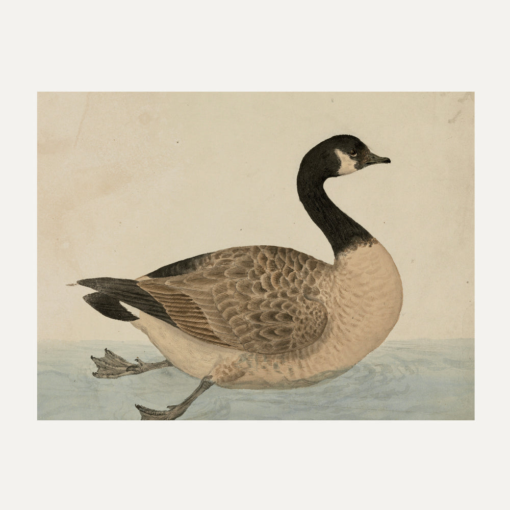 FINE ART PRINT - Grace in the Wild