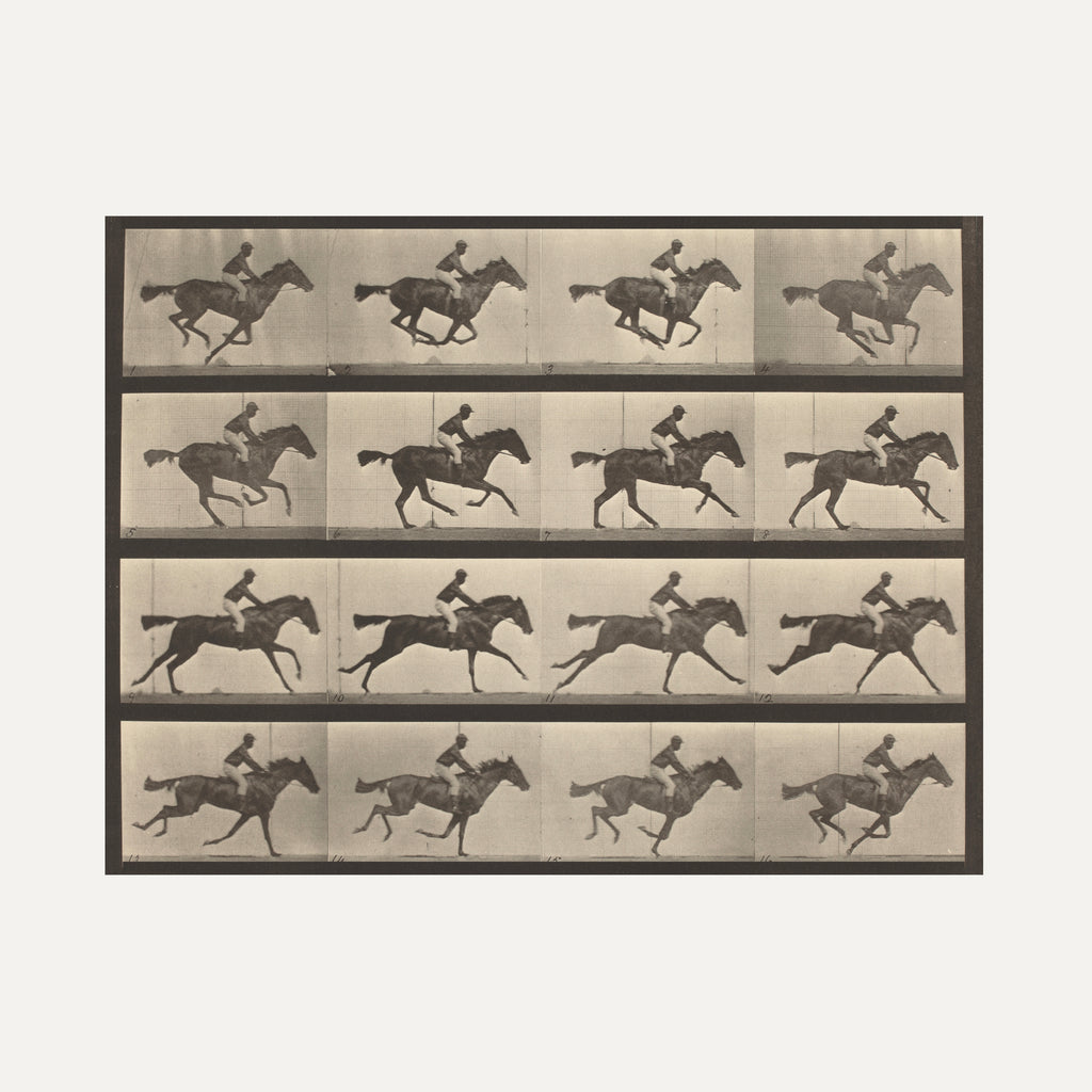 FINE ART PAPER PRINT - HORSE IN MOTION PHOTOGRAPH