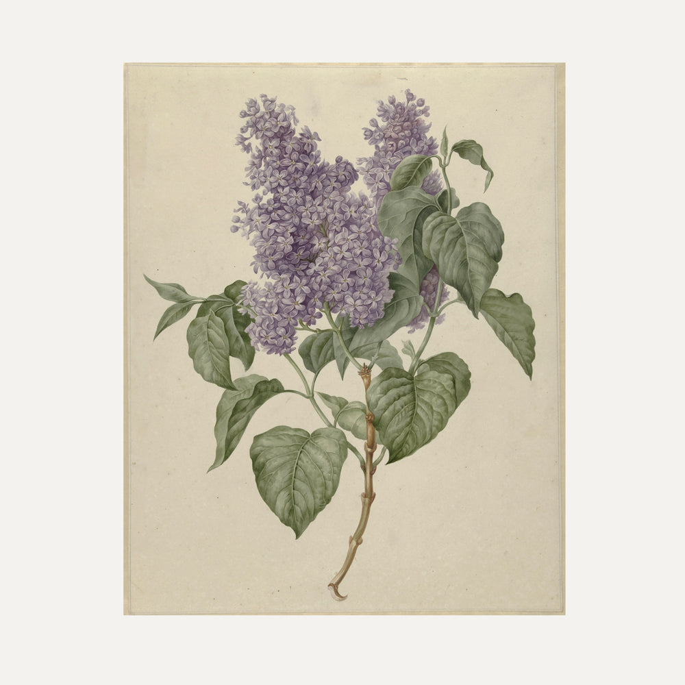 FINE ART PAPER PRINT - Botanical illustration - lilac