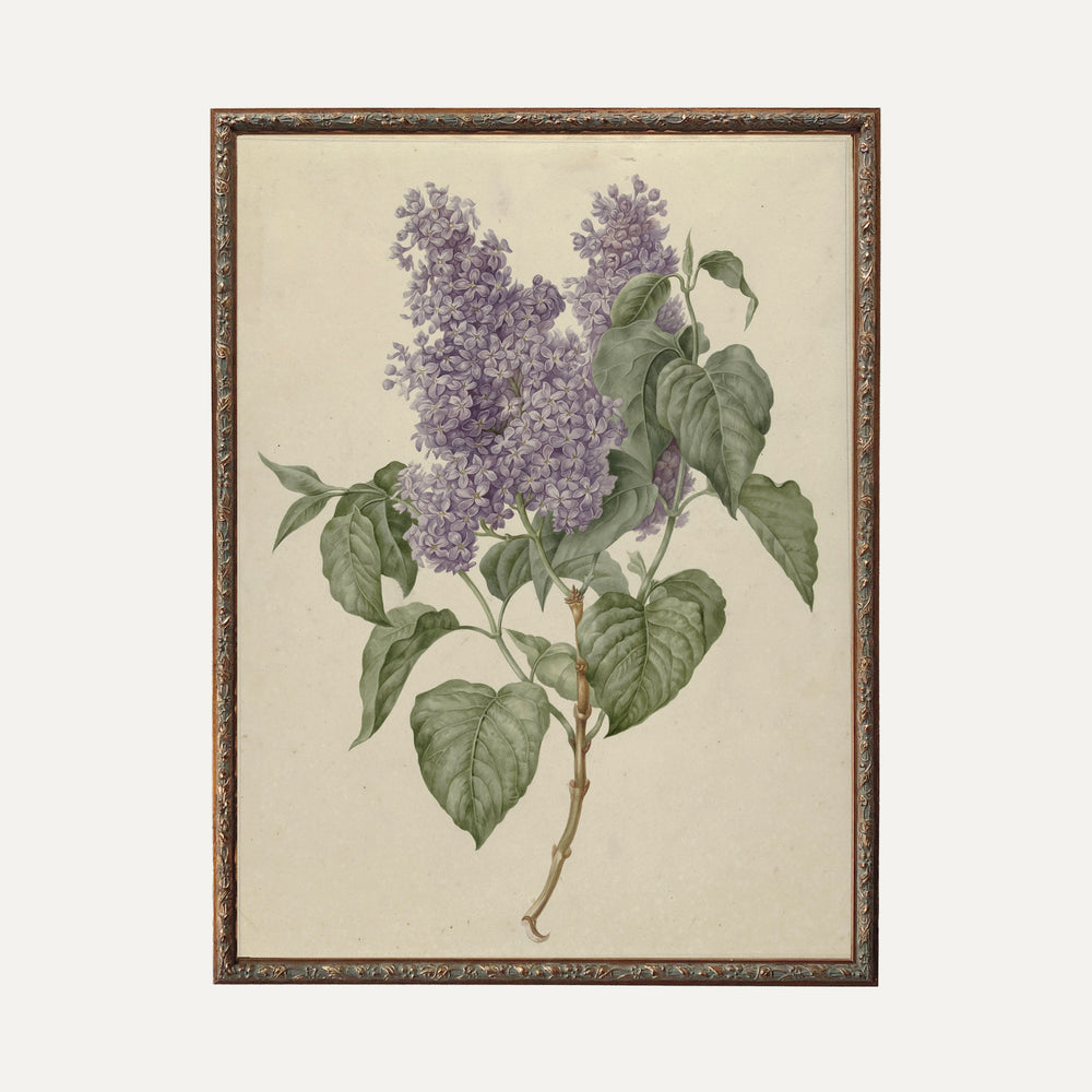 FINE ART PAPER PRINT - Botanical illustration - lilac