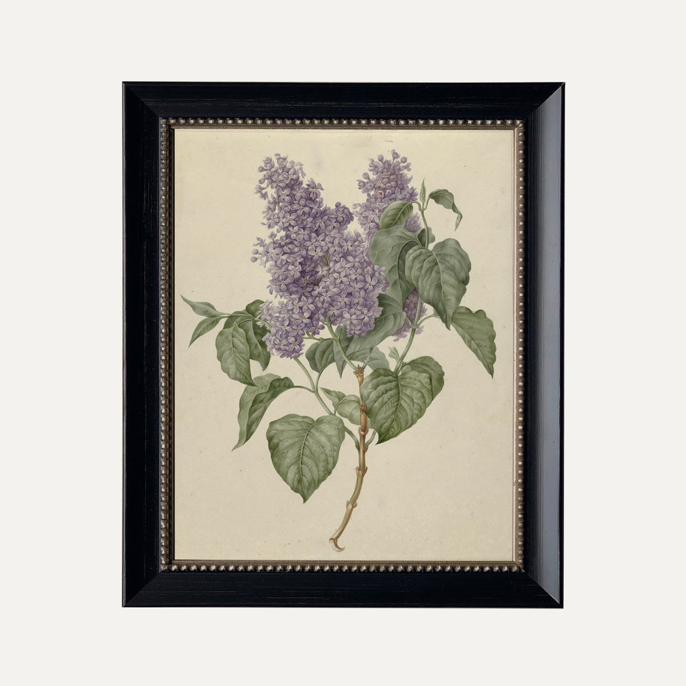 FINE ART PAPER PRINT - Botanical illustration - lilac