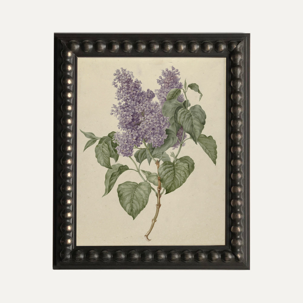 FINE ART PAPER PRINT - Botanical illustration - lilac