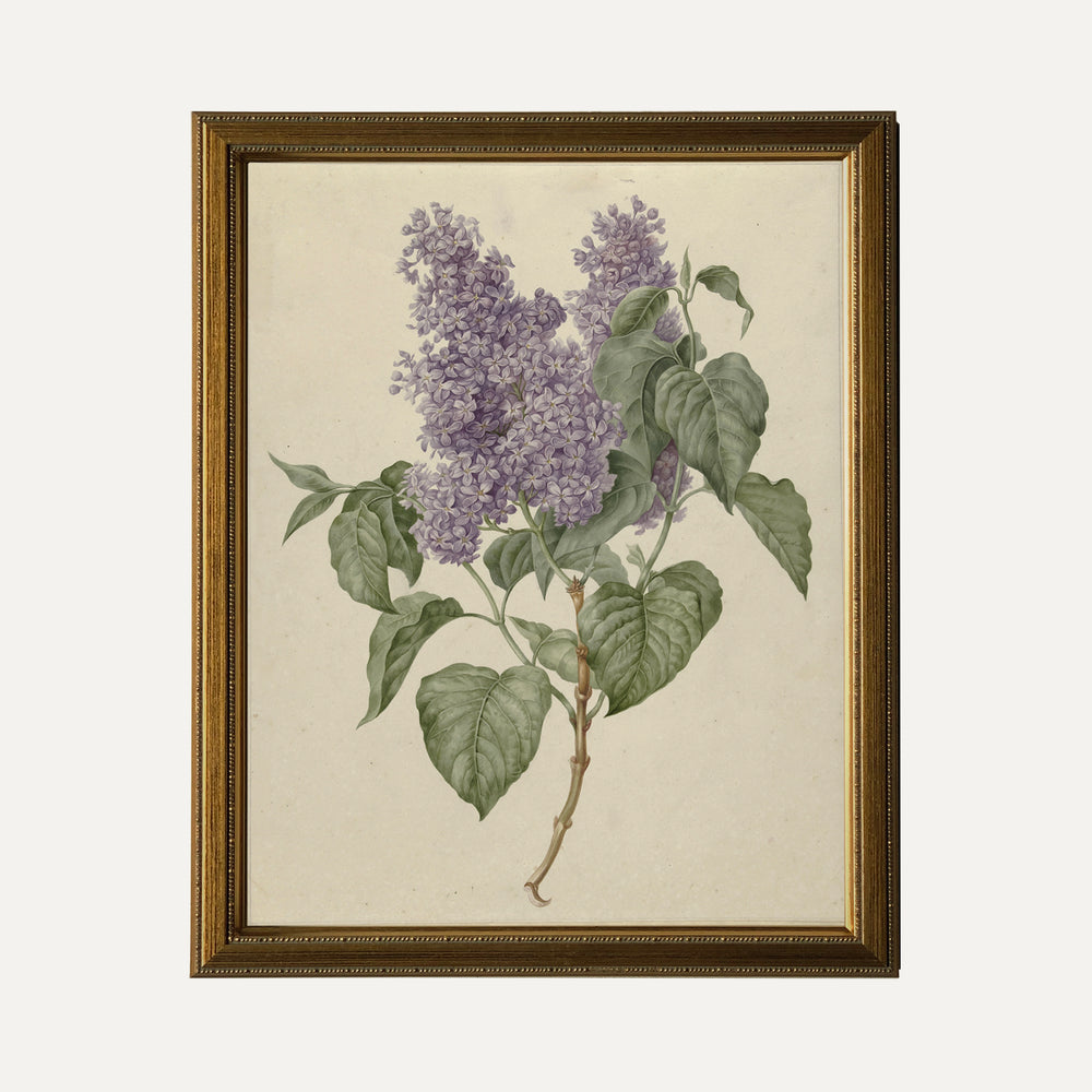 FINE ART PAPER PRINT - Botanical illustration - lilac