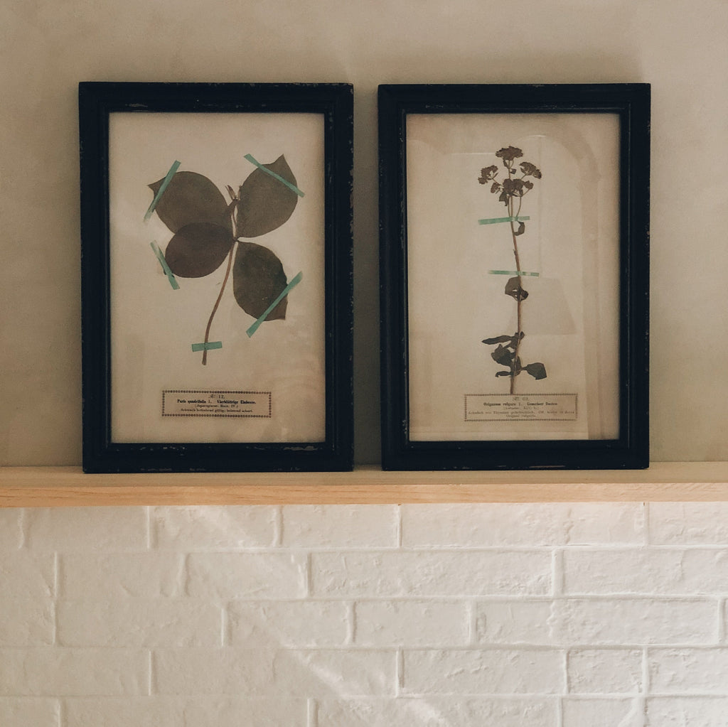 cadre botanique herbier - vintage frame sur mon x