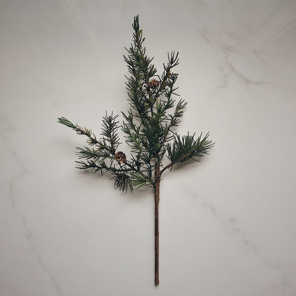 Conifer branch with pinecones
