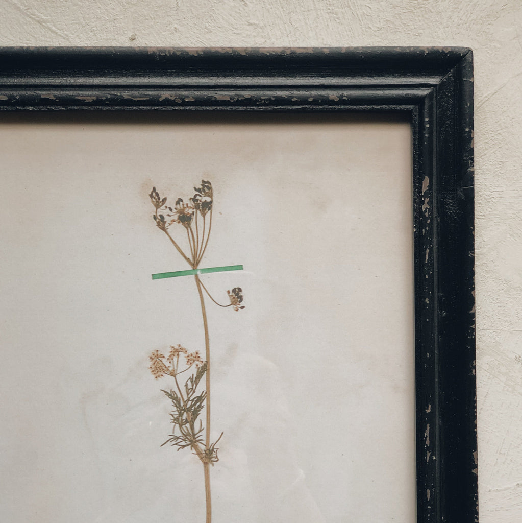 cadre botanique herbier - vintage frame sur mon x