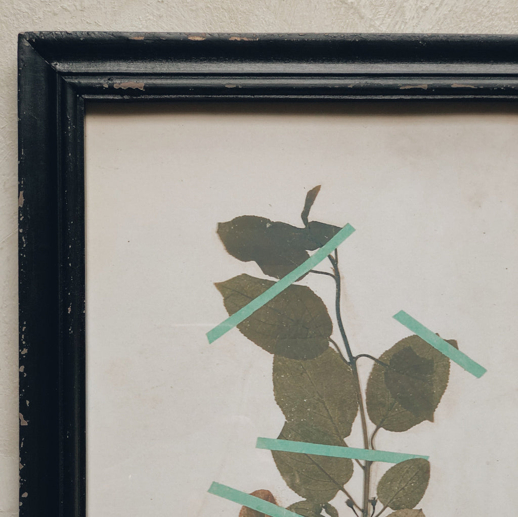 cadre botanique herbier - vintage frame sur mon x