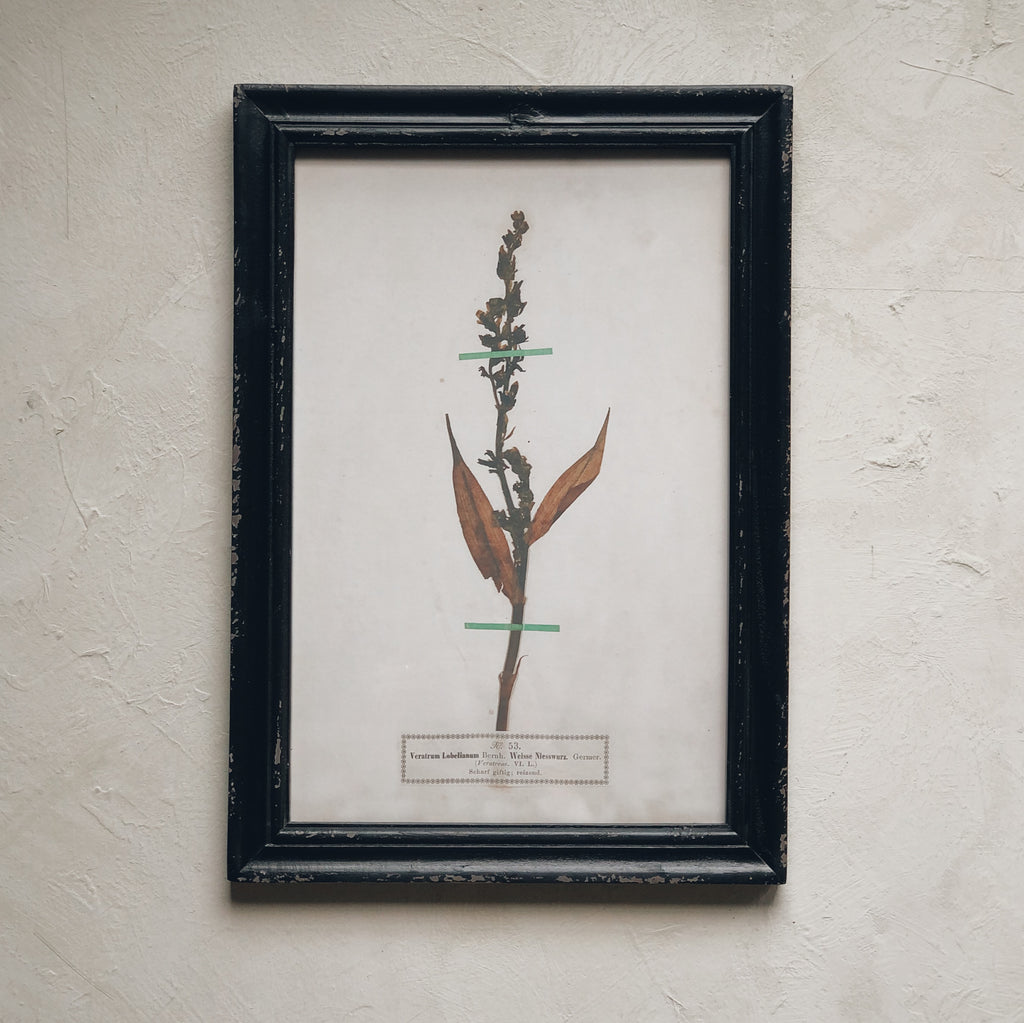 cadre botanique herbier - vintage frame sur mon x