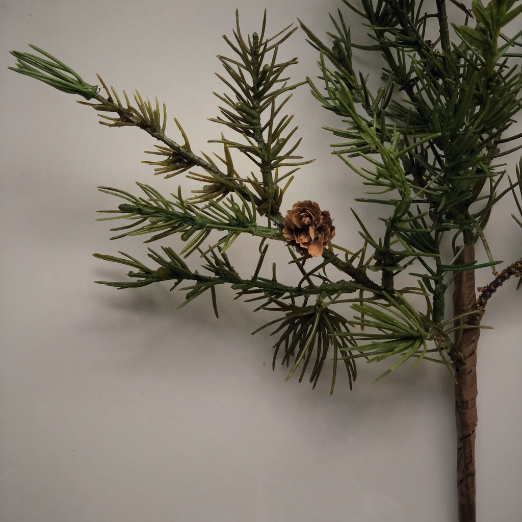 Conifer branch with pinecones