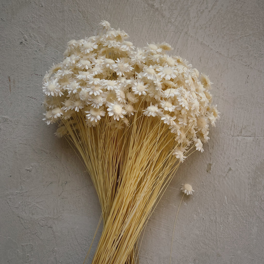 Sur mon x - curated home decor accessories Bouquet of white dried star flowers accessoire de décoration maison vintage Pot d'allumettes à gratter