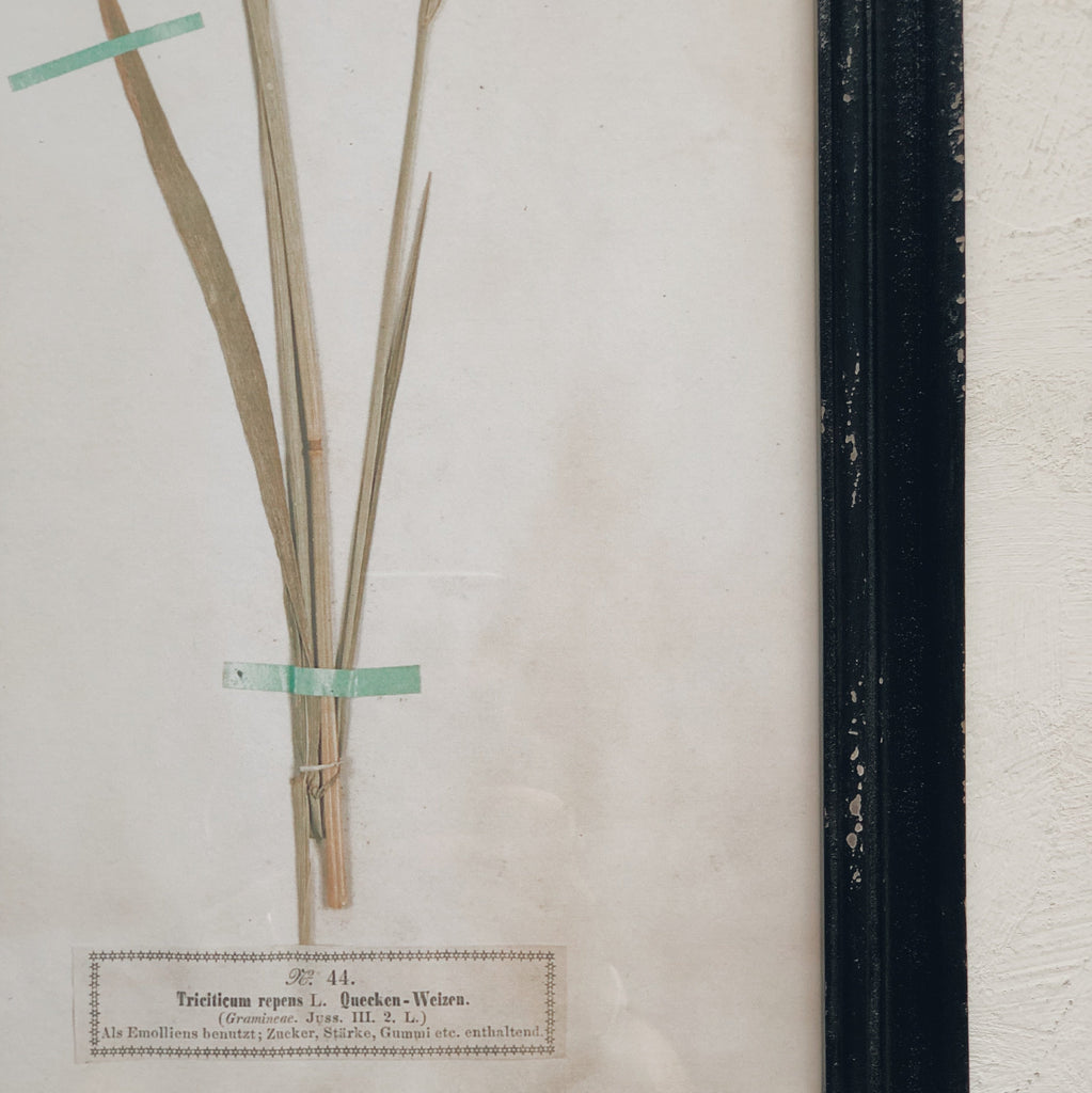 cadre botanique herbier - vintage frame sur mon x